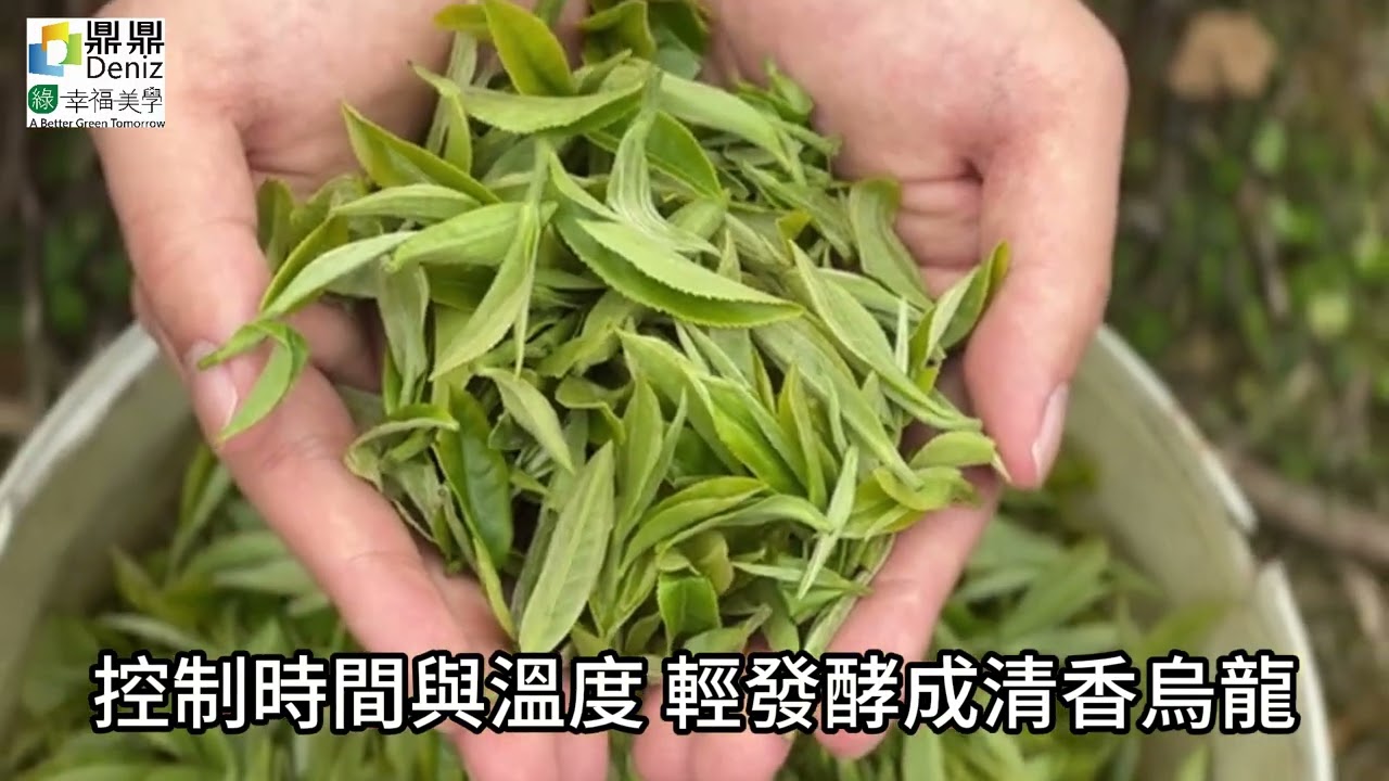 《臺灣茶的製作工藝》臺灣茶的魅力，來自一片茶葉背後的繁複工藝 #茶葉知識 #每天學一點#臺灣茶#茶葉工藝 #手工制茶#制茶過程