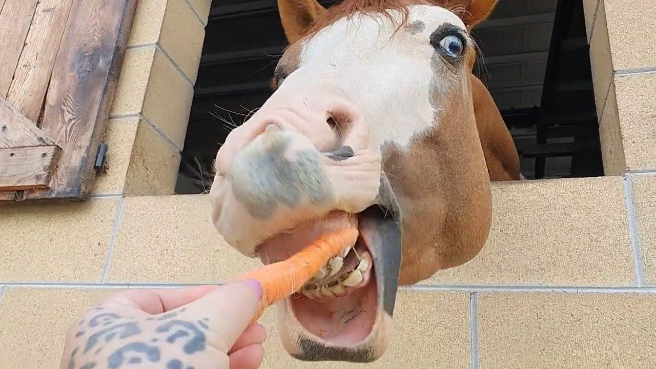 Wonderful Horse with ice eyes eating carrots 🐴😍🥕 - Meraviglioso Cavallo con gli occhi di ghiaccio 🐴💖