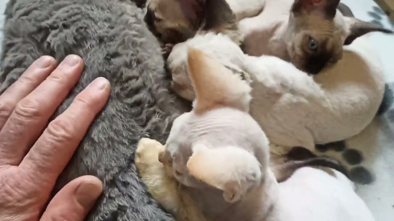 Uczymy kociaki kuwetowania i dużo kuwet #kropelkadevonrex 😻 #devonrex 🐱 #kot 🐾