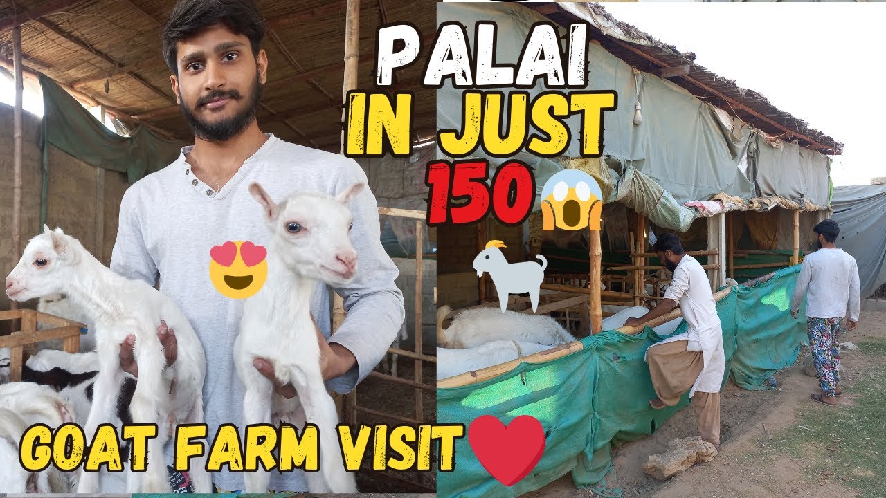 Biggest offer 150 Palai for single goat🐐❤️ | Goat  Farm Vist in Detail | Eid Offer🏷️🤩🥳