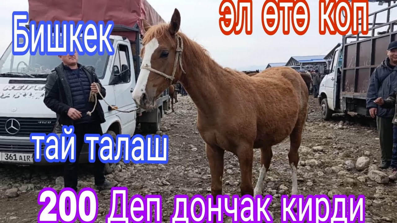 8 - март Бишкек Сокулук мал базары 