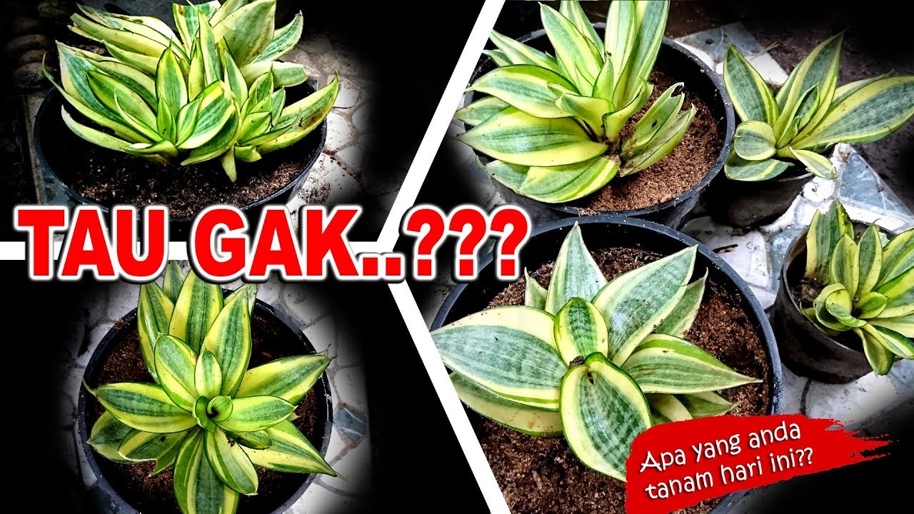 Memperbanyak & Menanam Sansevieria Mini Gold dari Tunas dengan Mudah #GoGreen #144