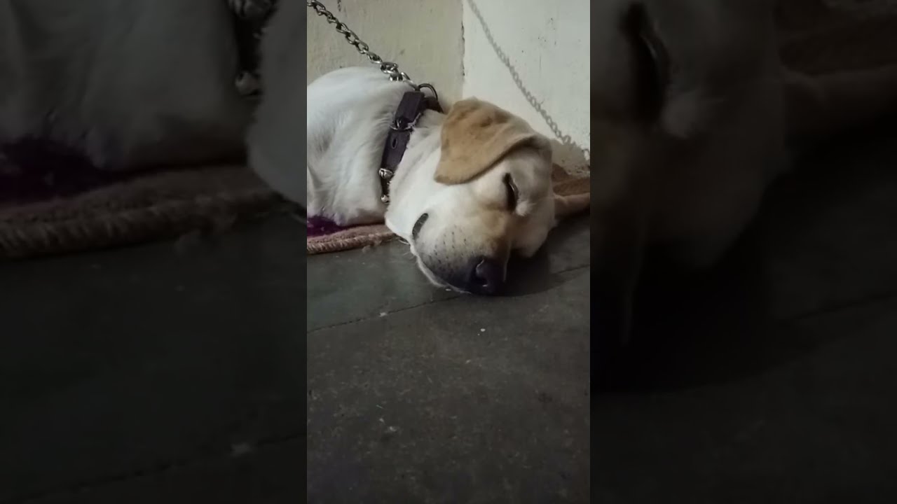 Animal videos is live!