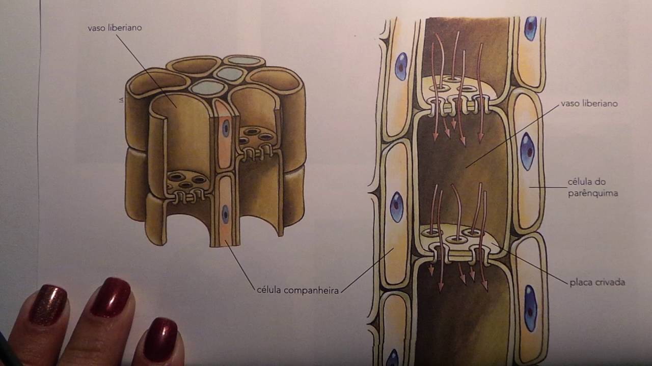 Histologia vegetal - xilema e floema
