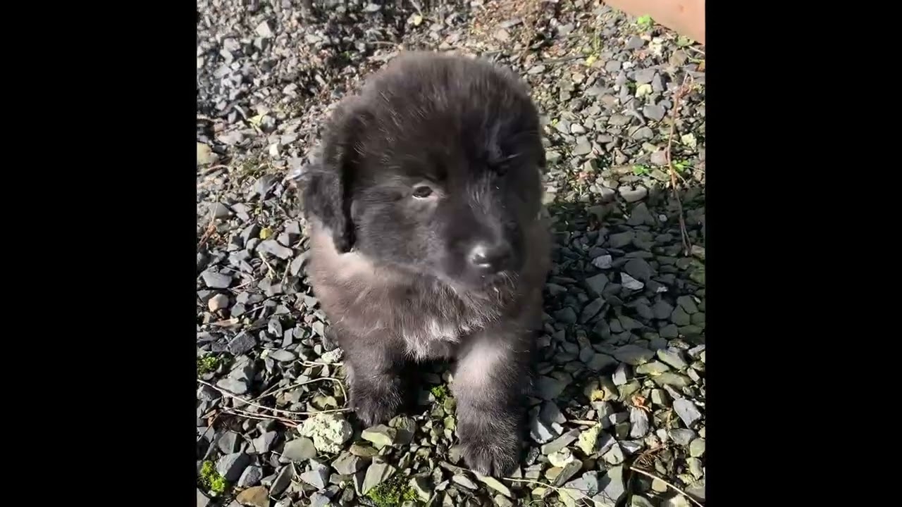 Our beautiful SIX week old puppies in the garden. 