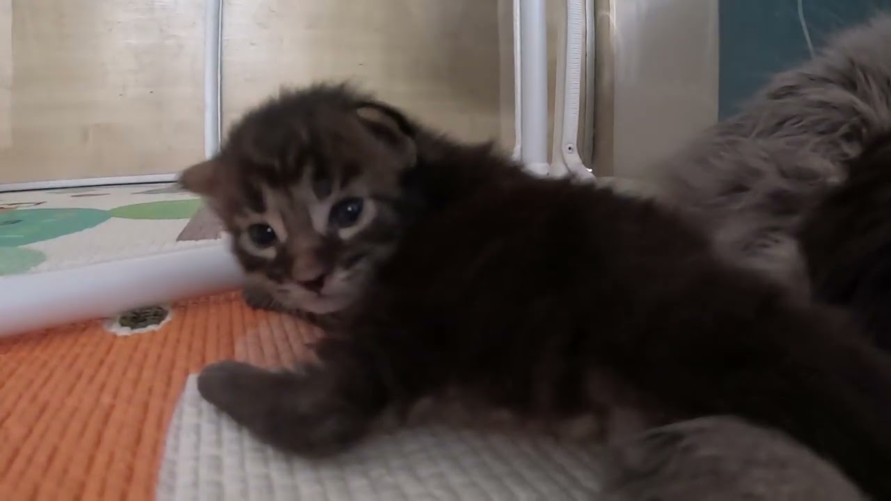 Motherhood Mood: Aisha Feeds Her Kittens Like a Queen 👑🐾 (1 Week Old)