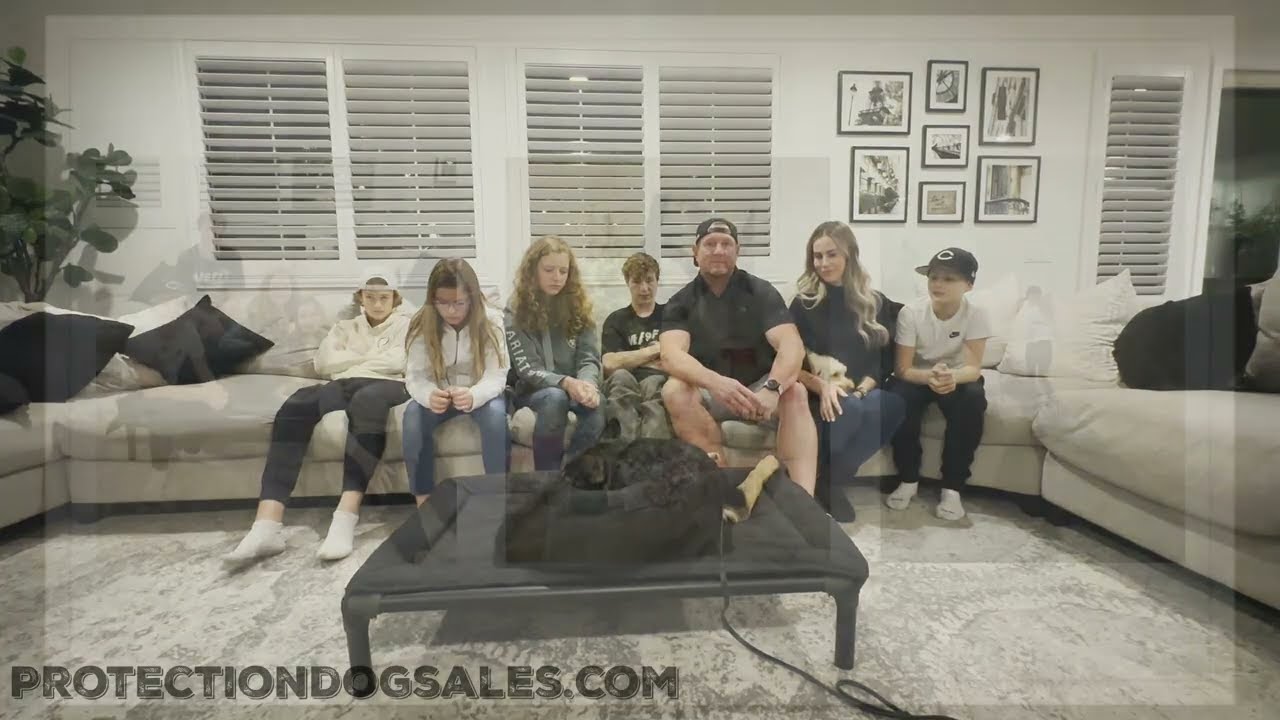 A Family Personal Protection Dog 