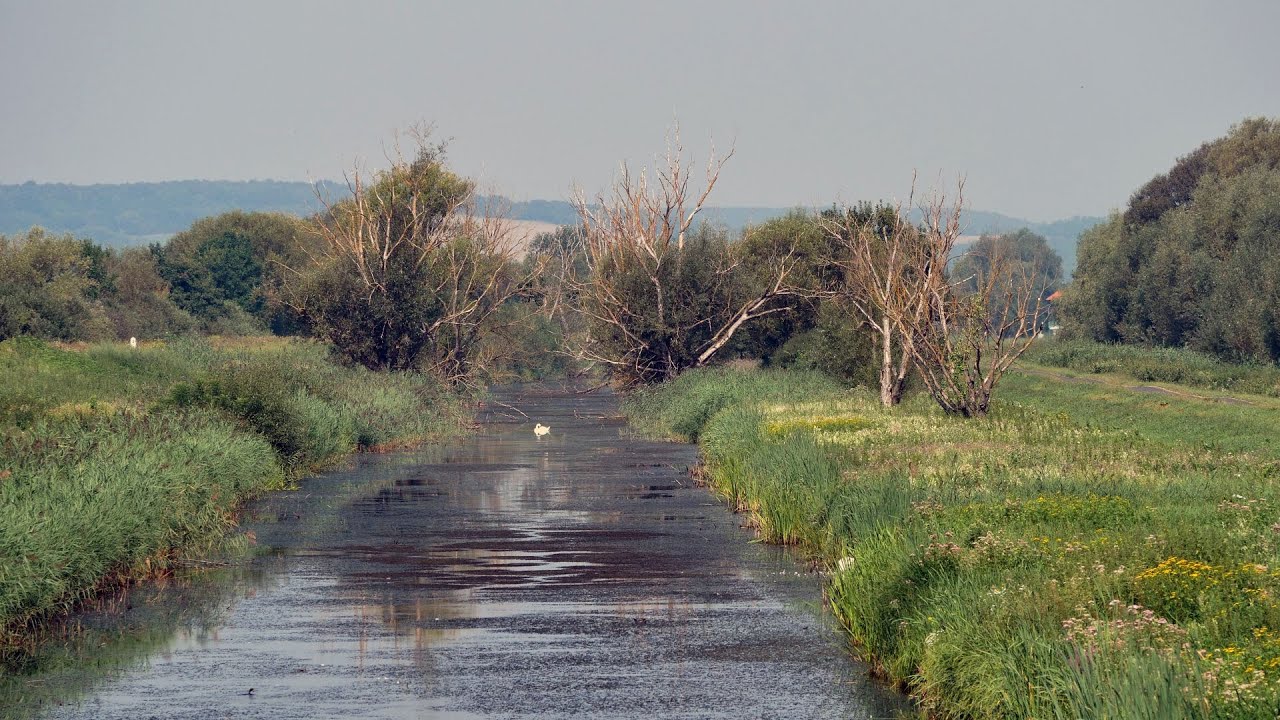 Kis-Balaton - séta a kányavári szigeten