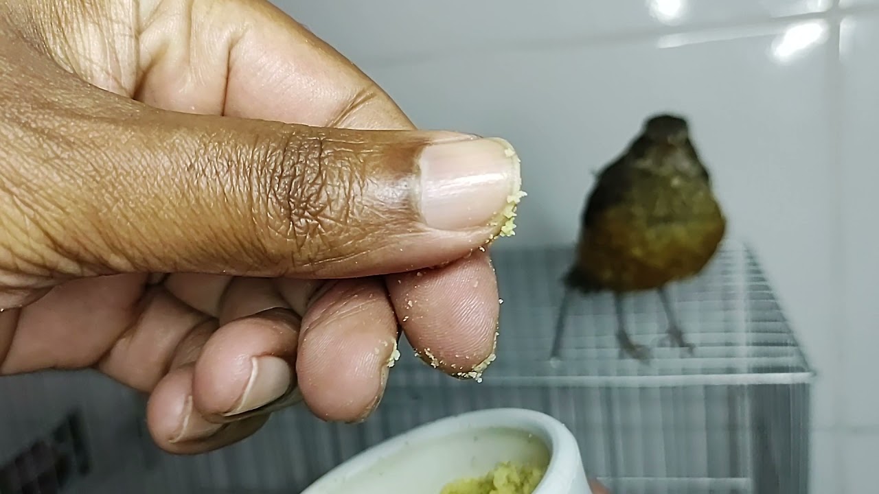 Tentando ensinar a sabiá a comer sozinha | Tá dando trabalho! 😥