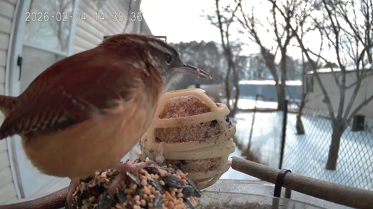 Bird of the day February 4th 2026