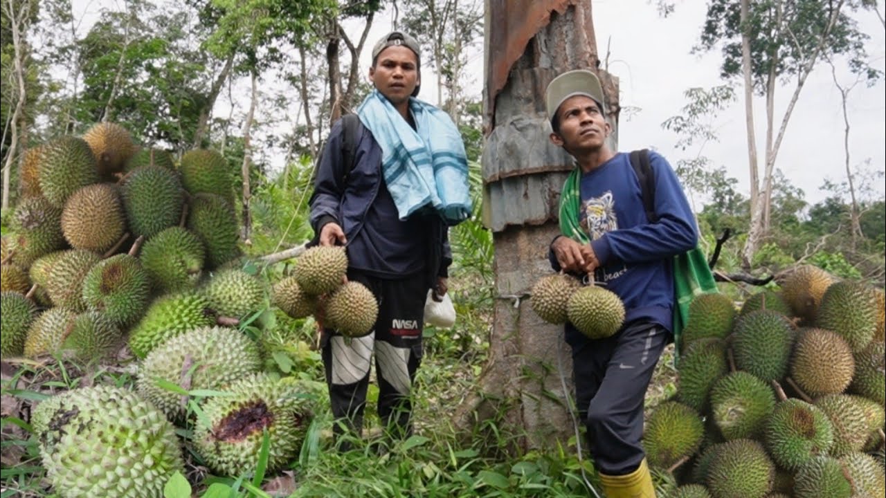BEREBUT BUAH DURIAN DI MALAM HARI DENGAN MAHLUK TAK TERLIHAT 😃