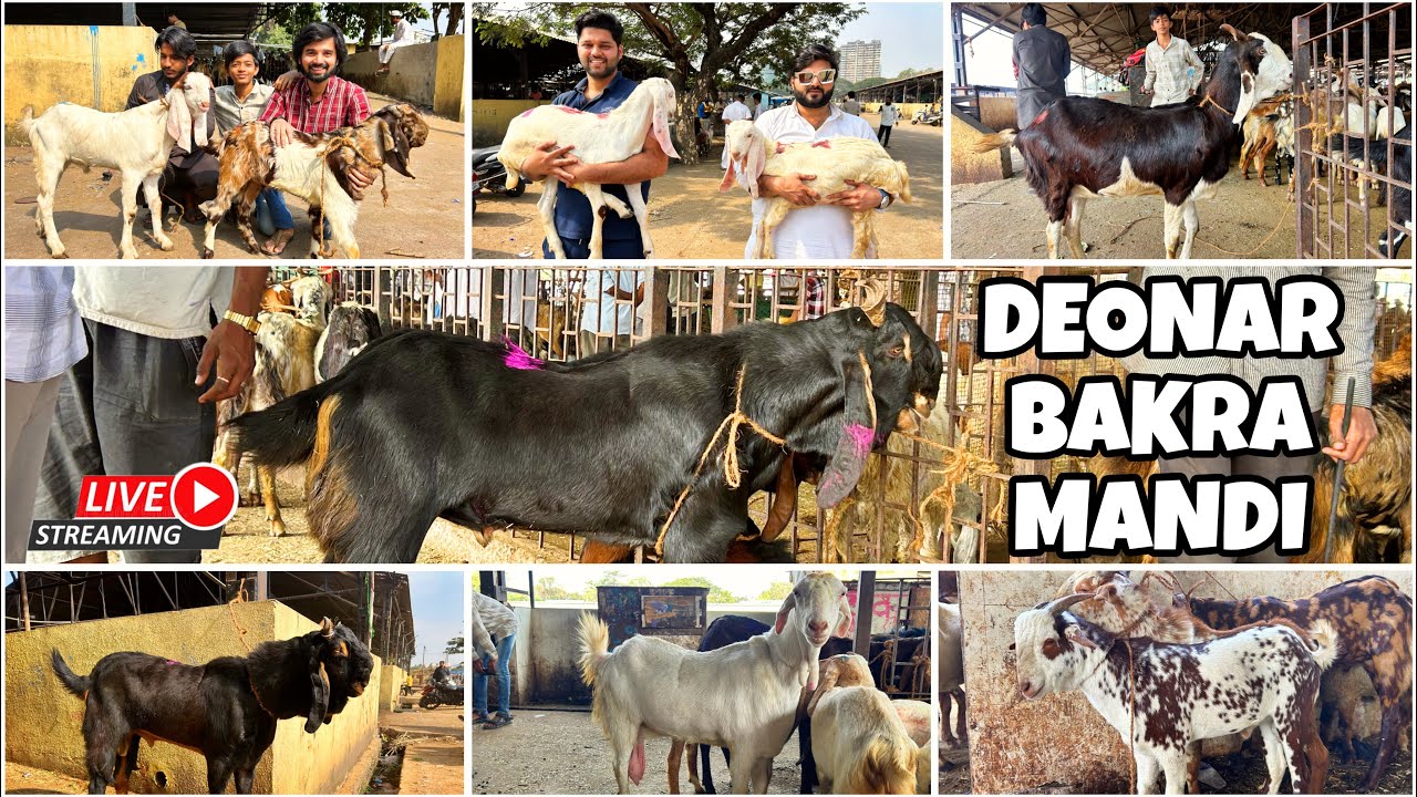 DEONAR BAKRA MANDI LATEST UPDATE 2025 || SATURDAY LIVE MARKET || 