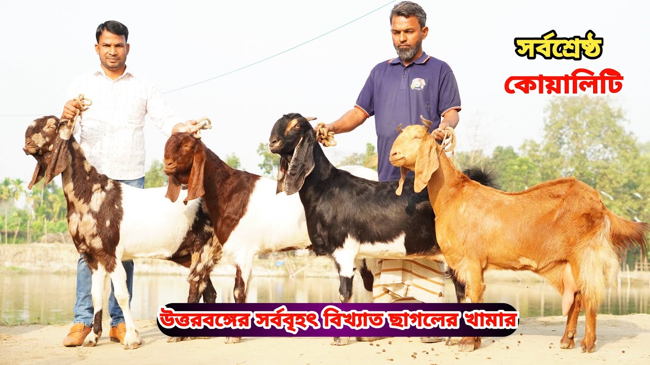 অফার প্রাইজে দেশসেরা আকর্ষণীয় বিগ সর্বশ্রেষ্ঠ সুপারহিট তোতাপুরী,হরিয়ানা,শিরোহি,যমুনাপারি ও বিটল।