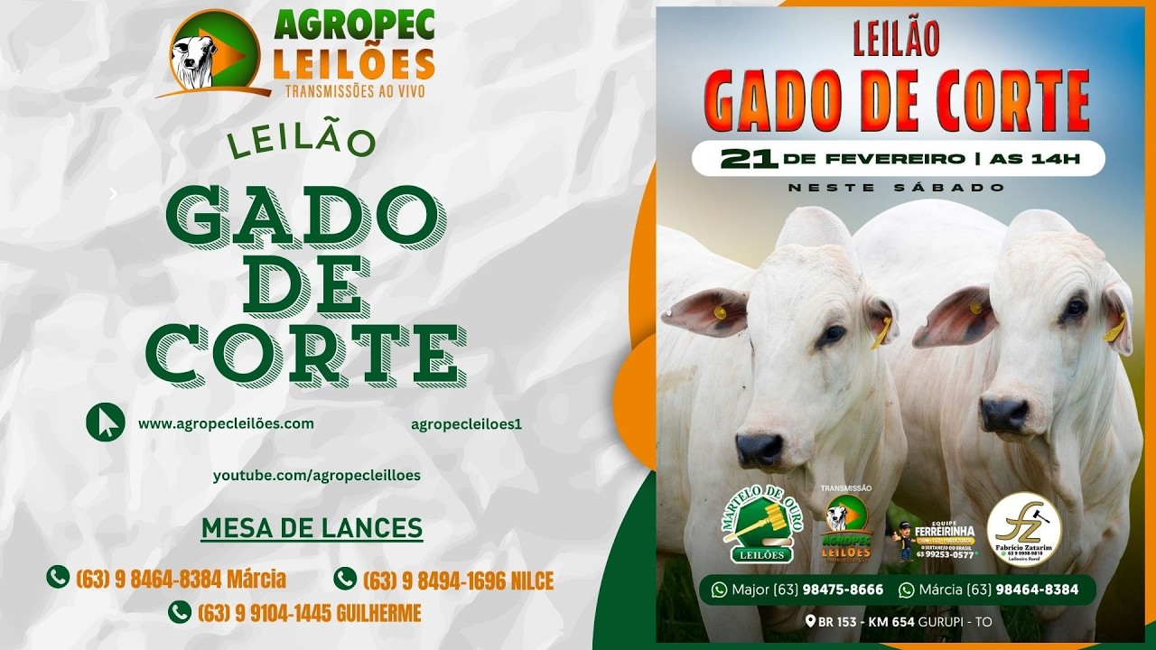 agropecleiloes.com LEILÃO GADO DE CORTE | MARTELO DE OURO LEILÕES - GURUPI-TO 21/02/2025