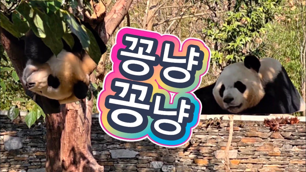 2/22 푸바오실시간 오전(2) 푸야보며 흐믓한 슈양^^  둘이 잘 내기 바래❤️❤️