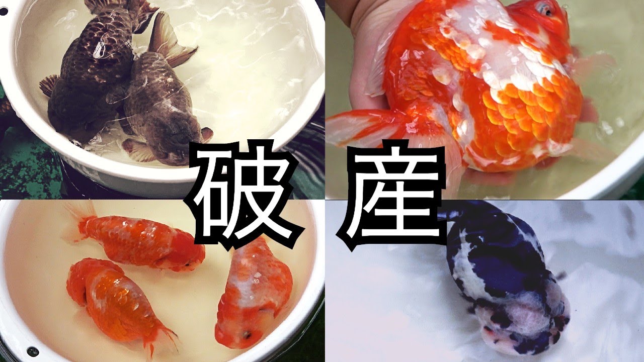 中国が本気出したら破産する。次元が違う金魚達【土浦観賞魚センター［裏］】
