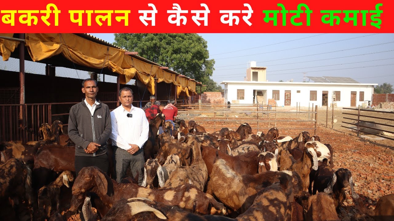बकरी पालन ने किया मालामाल ll आज है कमाई लाखो में  @@@ IFT