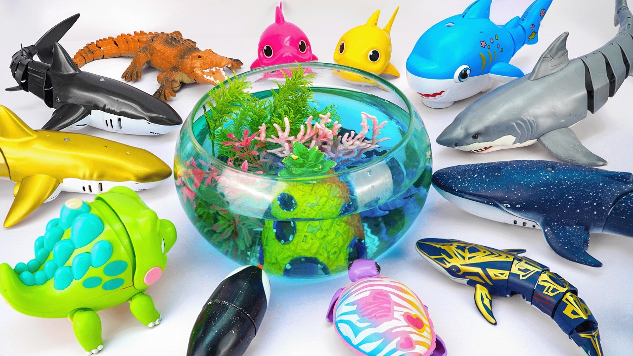 [toy asmr] Zuru Killer Shark + Baby Shark Pinkfong +Little Whale & Shark Battle Toy ASMR🌟Review Toys