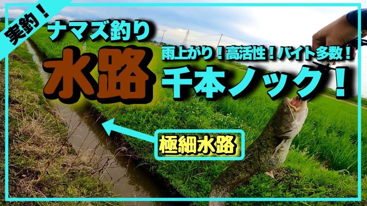 雨あがりで高活性なナマズを極細水路で狙う！極細水路千本ノック！！
