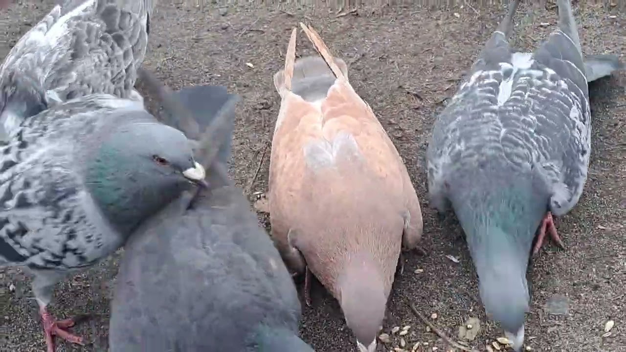 Kolejne gołębie pocztowe z obrączkami 😱😱Wlatują mi do samochodu :)😇  #pigeon #birds
