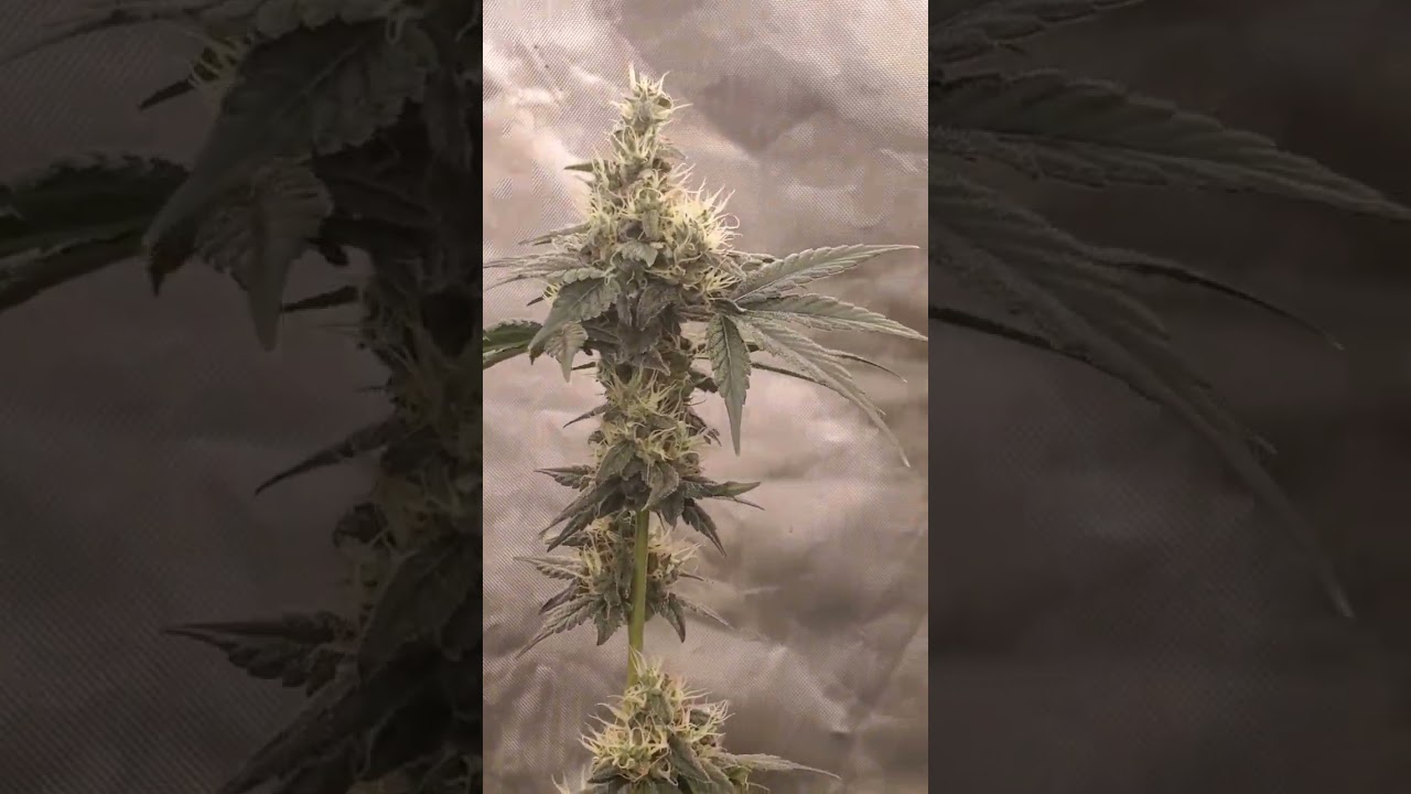 cannabis strain 3 blue kings flowering week 7