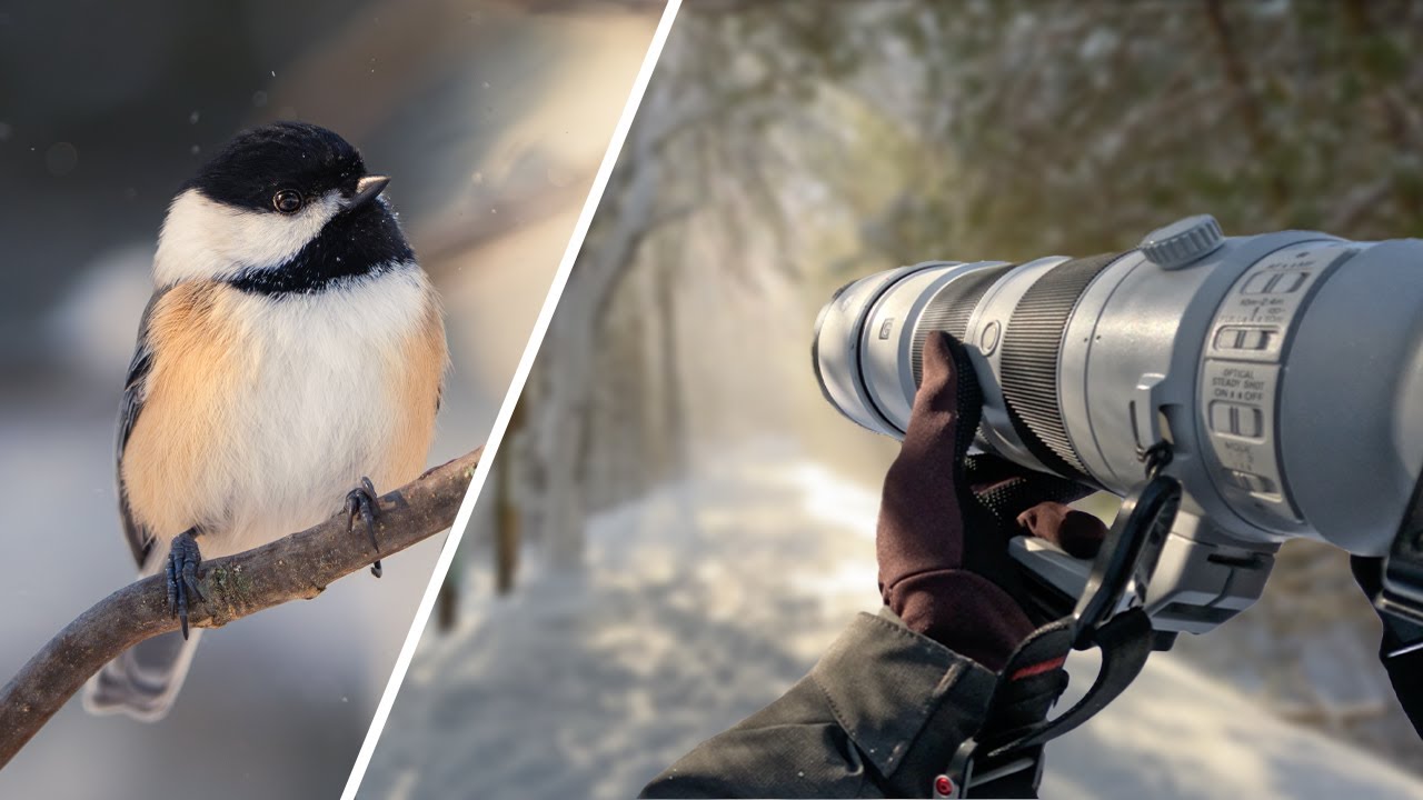 Фотосъемка птиц от первого лица в зимней стране чудес