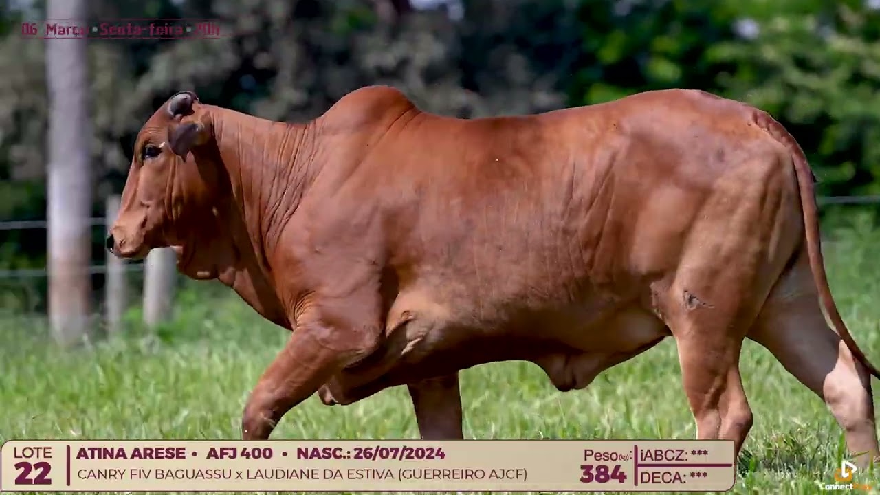 Lote 22