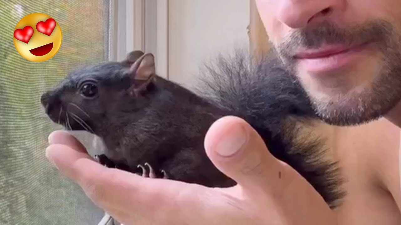 Этот мужчина и спасенная им белка проводят каждую минуту вместе 🥔🐿️