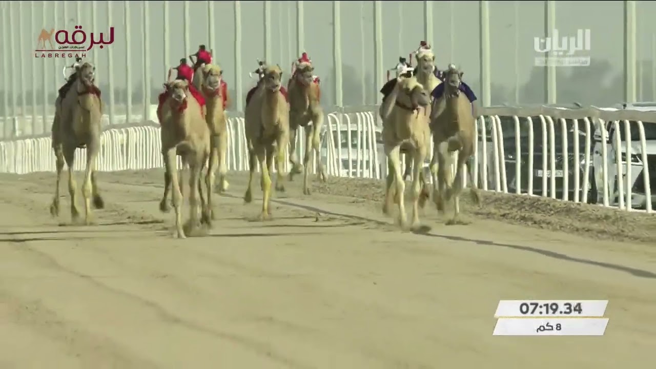 ش1 السباق الختامي للحيل والزمول (الأشواط المفتوحة) مهرجان سمو الأمير المفدى 31-3-2022