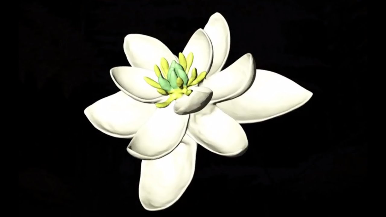 Découverte | Les premières fleurs