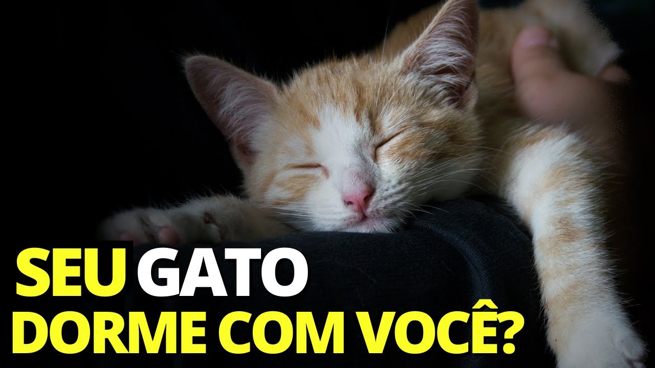 É POR ISSO que seu GATO DORME COM VOCÊ!