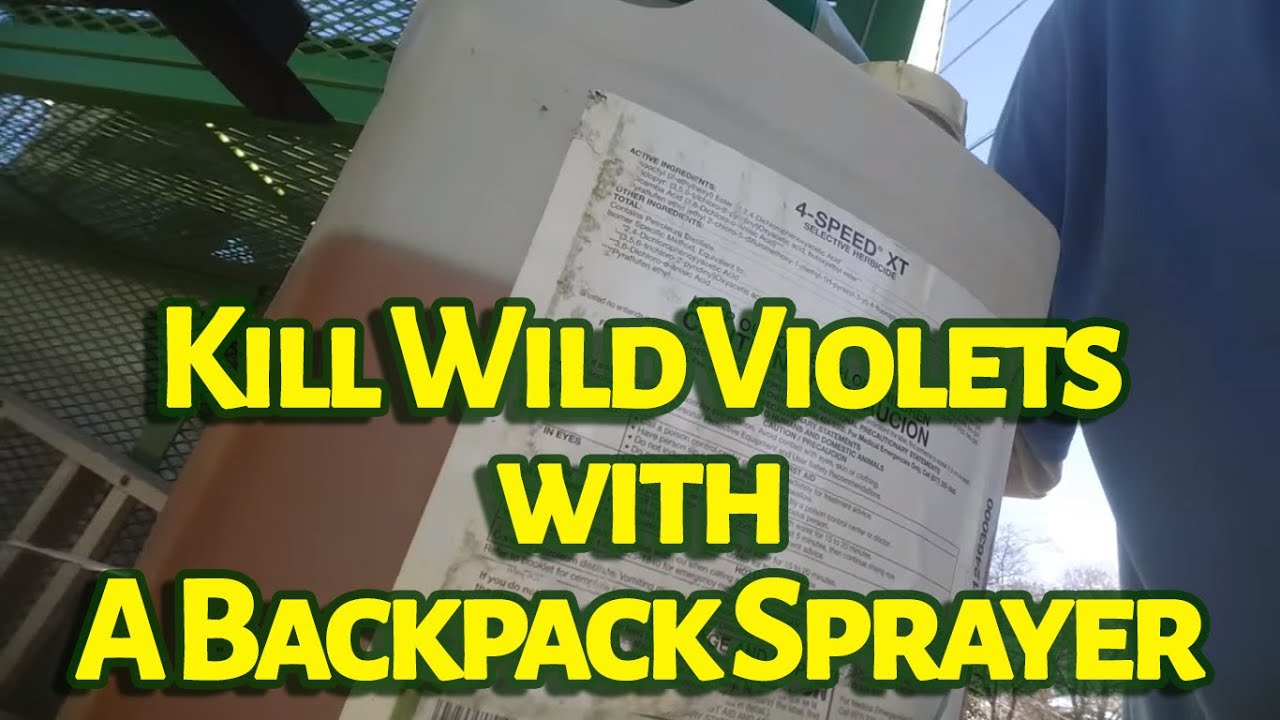 Kill Wild Violets With A Backpack Sprayer