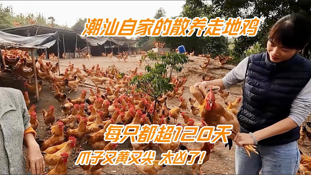 潮汕美女养走地鸡，包1座山养5万只，喂120天才卖比普通鸡多75天
