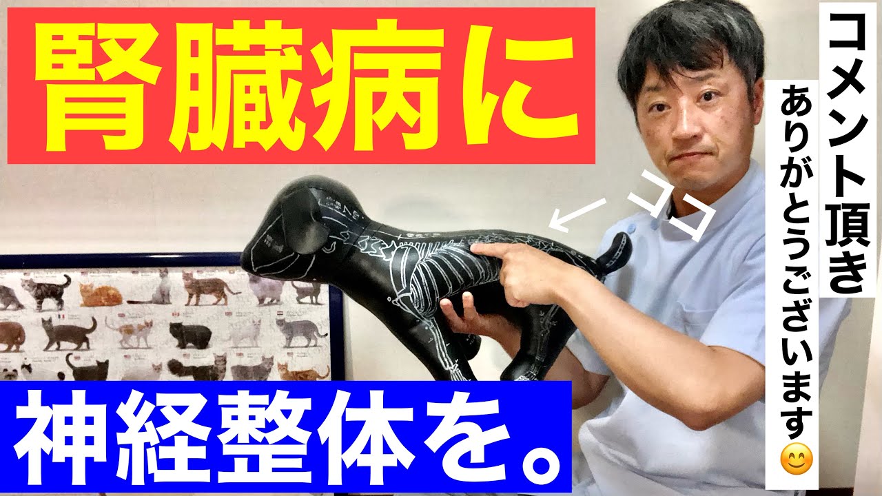 【犬猫専門整体】腎臓病の進行悪化を防ぐ神経整体のやり方