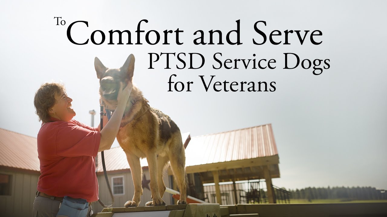 To Comfort and Serve - PTSD Service Dogs for Veterans - Short Documentary Film - Film Short