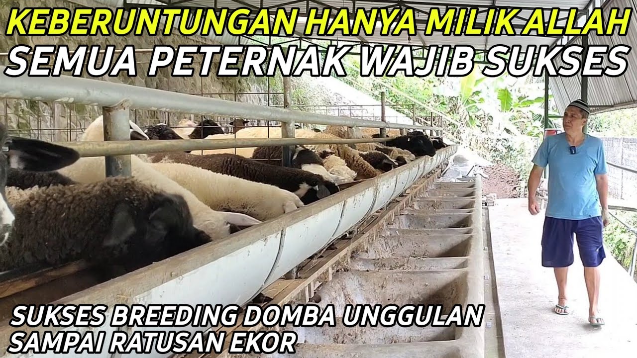 SUKSES BREEDING DOMBA MODERN 300 EKOR PAKAN SILASE RUMPUT PAKCHONG | CERITA PETERNAK SUKSES