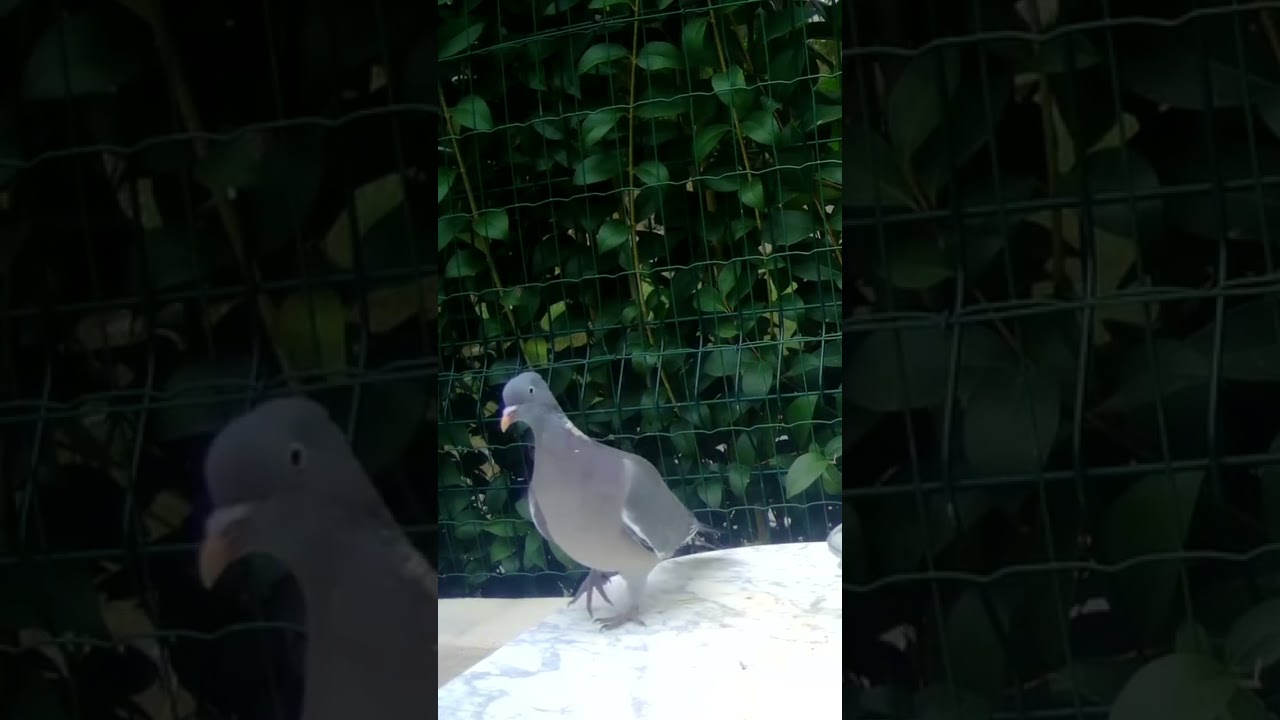 Le Pigeon ramier dans le jardin