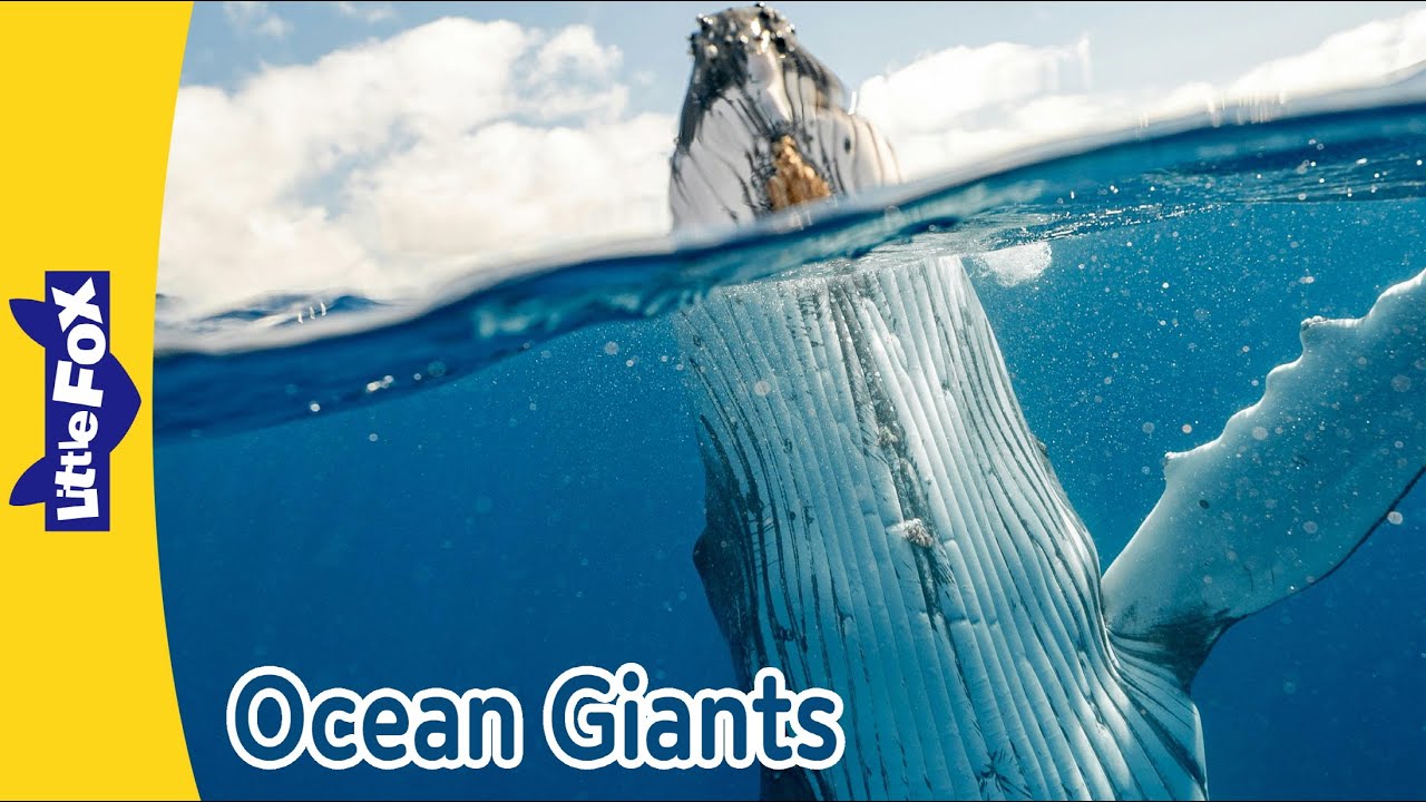 Ocean Giants: Humpback Whale, Manta Ray, Hammerhead Shark, Dolphin | Little Fox