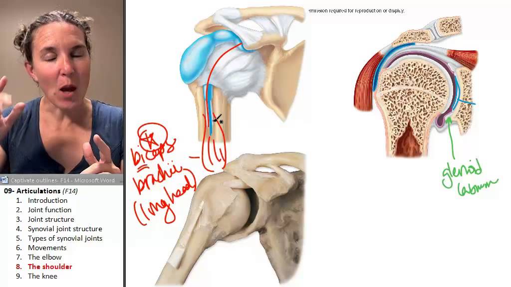 Articulations 8- Shoulder