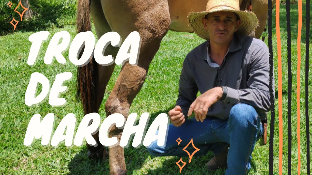 COMO INICIAR A TROCA DE MARCHA BATIDA POR MARCHA PICADA EM CAVALOS OU MULAS. DOMA RACIONAL.