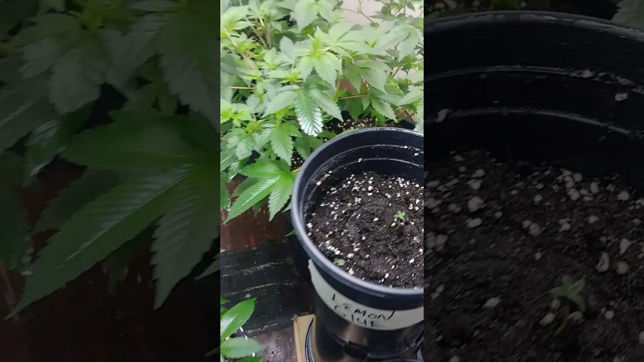Week 10 veg mothers og kush/glue/chemdawg