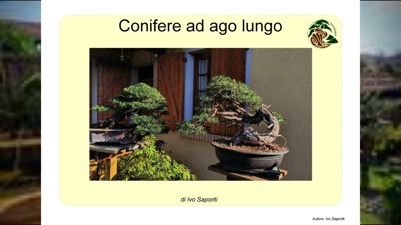 IBSarchivi - Ivo Saporiti e le conifere ad ago