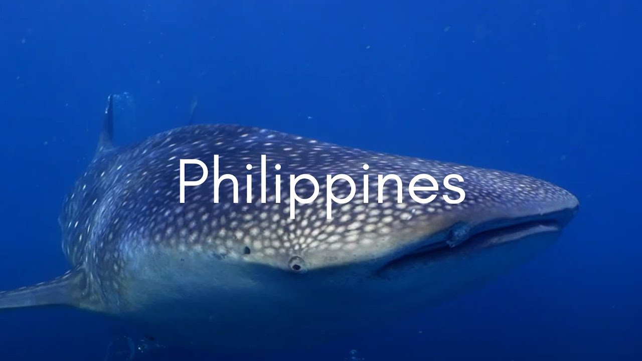 Seadoors Liveaboard - Philippines diving 2023 - Palawan - Tubbataha - Visayas - Underwater video