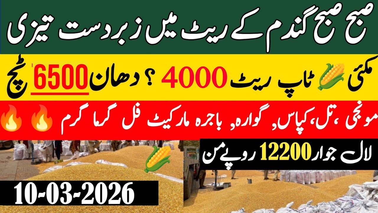Today Wheat price in punjab//گندم کا ریٹ2026/munji makki till sarso/Galla mandi rate today 2026