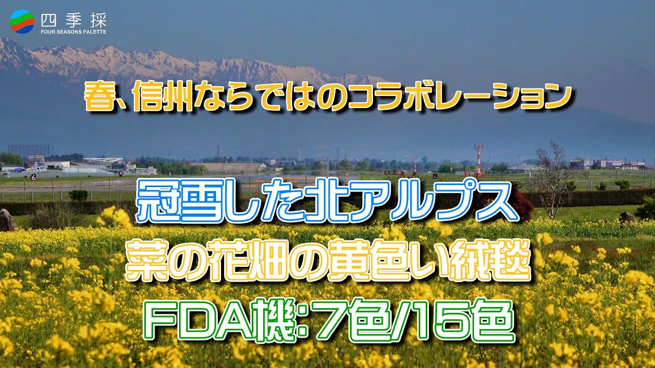 春の信州ならではのコラボレーション ：冠雪した北アルプス・菜の花畑の絨毯・カラフルなFDA機｜フジドリームエアラインの7機の離着陸映像｜信州まつもと空港で離着陸するFDA機の雄姿