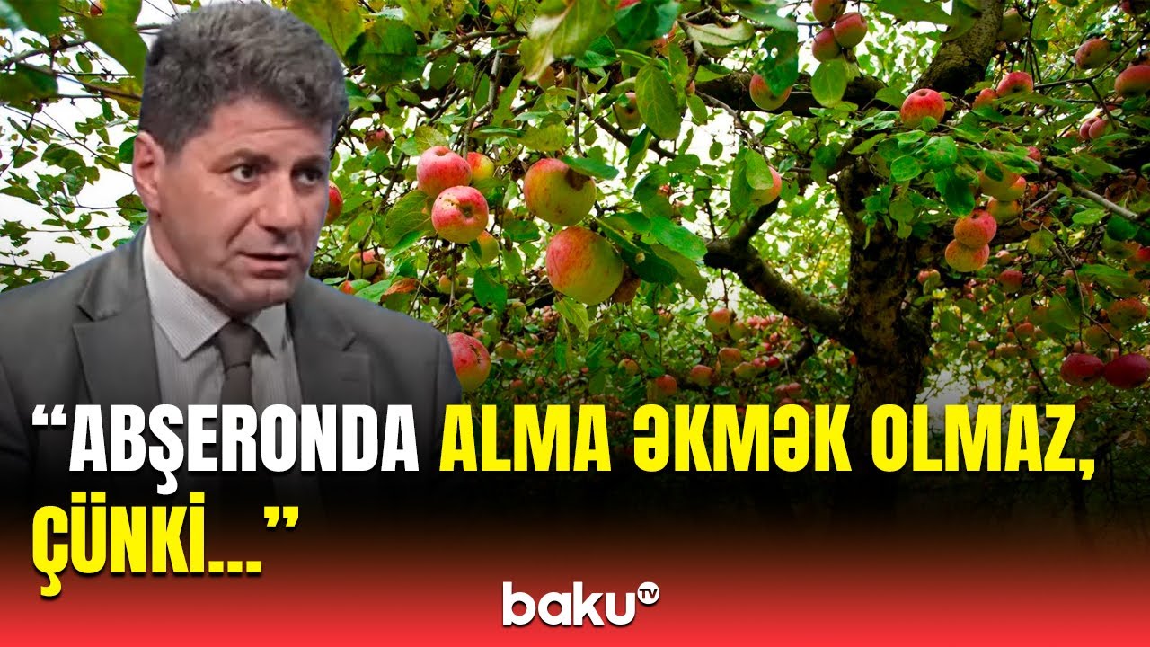 Abşeronda bu yaşıllaşdırma işləri fəlakətə səbəb olur? | Ekspertlər xəbərdarlıq etdi
