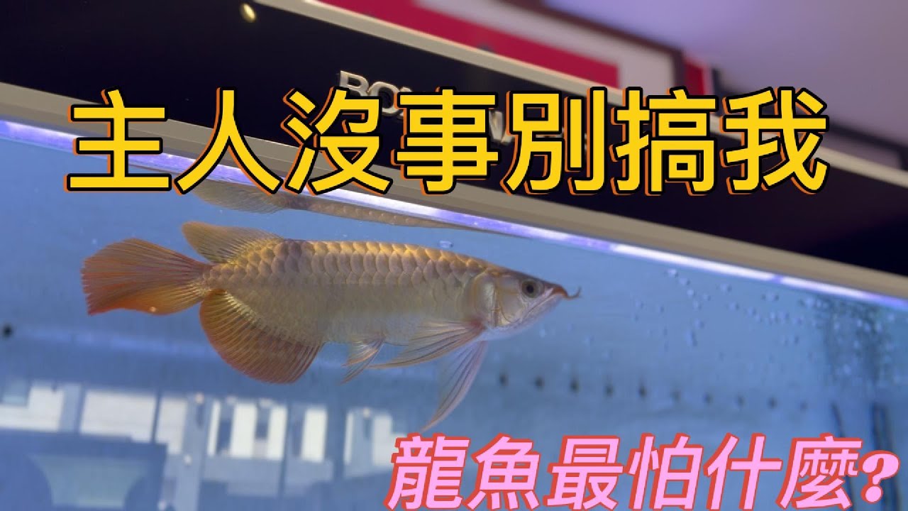 龍魚最怕什麼? 你知道嘛? 聽聽我的感受與分享  #龍魚相關#水質#arowana #精品紅龍 #米特拉紅龍#龍門陣