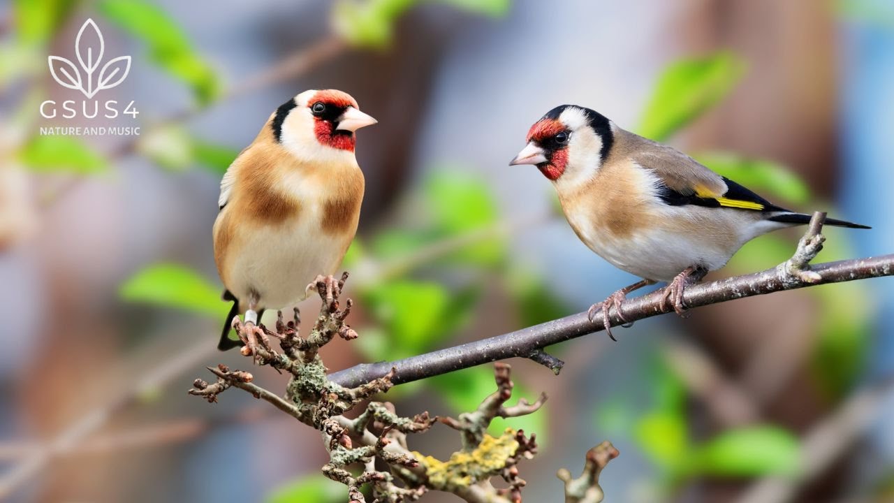 Bird Sounds for Stress Relief | Calm Your Mind & Heal Your Soul | Enhance Your Focus