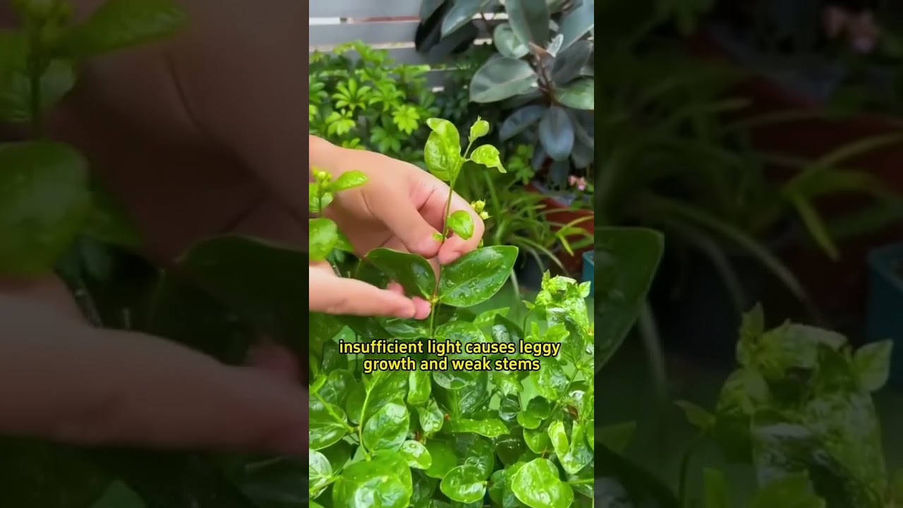 How to make jasmine plants burst into full bloom 