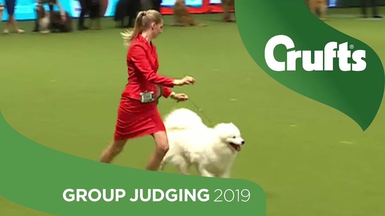Pastoral Group Judging And Presentation | Crufts 2019